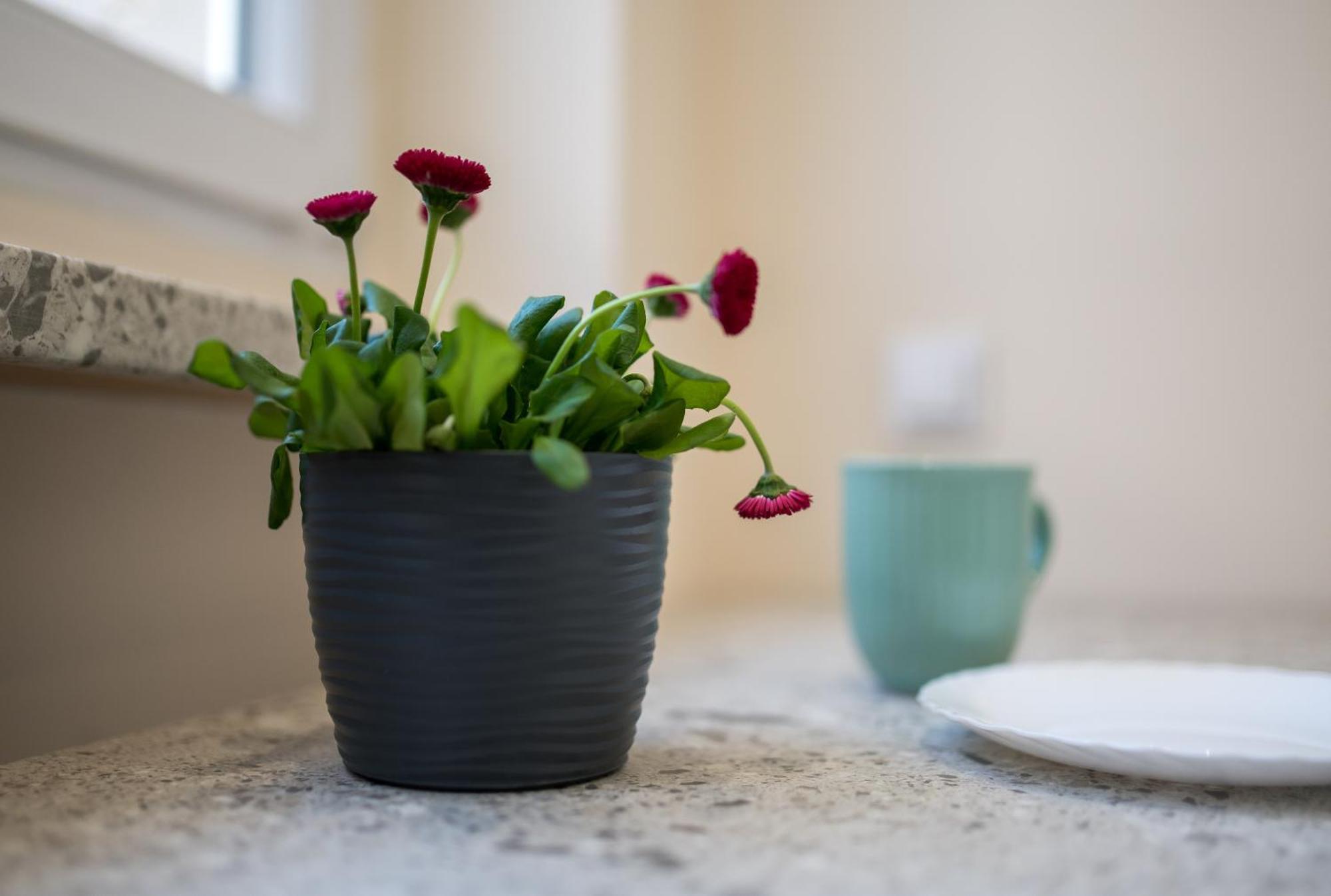 Apartament Lompy グリヴィツェ エクステリア 写真